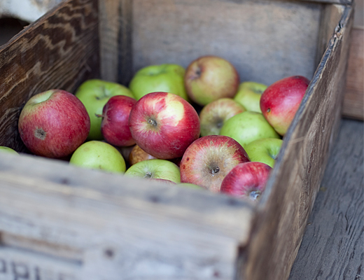 Picking Apples | Philo Farm, Ca